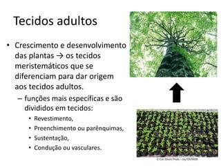 Tecidos adultos 
•Crescimento e desenvolvimento das plantas → os tecidos meristemáticos que se diferenciam para dar origem aos tecidos adultos. 
–funções mais específicas e são divididos em tecidos: 
•Revestimento, 
•Preenchimento ou parênquimas, 
•Sustentação, 
•Condução ou vasculares.  