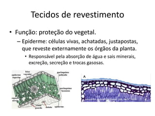 Tecidos de revestimento 
•Função: proteção do vegetal. 
–Epiderme: células vivas, achatadas, justapostas, que reveste externamente os órgãos da planta. 
•Responsável pela absorção de água e sais minerais, excreção, secreção e trocas gasosas. 
 