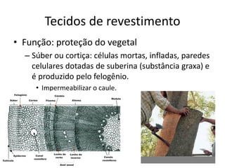 Tecidos de revestimento 
•Função: proteção do vegetal 
–Súber ou cortiça: células mortas, infladas, paredes celulares dotadas de suberina (substância graxa) e é produzido pelo felogênio. 
•Impermeabilizar o caule.  