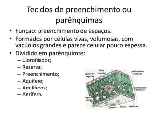 Tecidos de preenchimento ou parênquimas 
•Função: preenchimento de espaços. 
•Formados por células vivas, volumosas, com vacúolos grandes e parece celular pouco espessa. 
•Dividido em parênquimas: 
–Clorofilados; 
–Reserva; 
–Preenchimento; 
–Aquífero; 
–Amilíferos; 
–Aerífero.  
