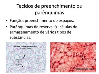 Tecidos de preenchimento ou parênquimas 
•Função: preenchimento de espaços. 
•Parênquimas de reserva → células de armazenamento de vários tipos de substâncias.  
