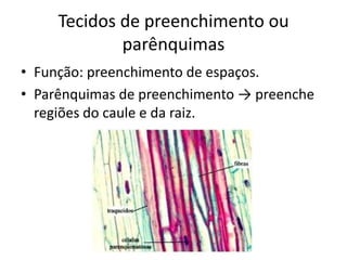 Tecidos de preenchimento ou parênquimas 
•Função: preenchimento de espaços. 
•Parênquimas de preenchimento → preenche regiões do caule e da raiz.  