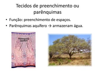 Tecidos de preenchimento ou parênquimas 
•Função: preenchimento de espaços. 
•Parênquimas aquífero → armazenam água.  