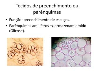 Tecidos de preenchimento ou parênquimas 
•Função: preenchimento de espaços. 
•Parênquimas amilíferos → armazenam amido (Glicose). 
 