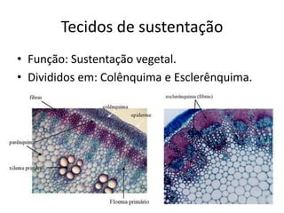 Tecidos de sustentação 
•Função: Sustentação vegetal. 
•Divididos em: Colênquima e Esclerênquima.  