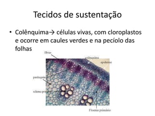 Tecidos de sustentação 
•Colênquima→ células vivas, com cloroplastos e ocorre em caules verdes e na pecíolo das folhas.  