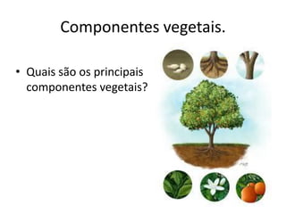 Componentes vegetais. 
•Quais são os principais componentes vegetais?  