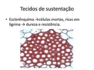 Tecidos de sustentação 
•Esclerênquima →células mortas, ricas em lignina → dureza e resistência.  
