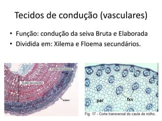 Tecidos de condução (vasculares) 
•Função: condução da seiva Bruta e Elaborada 
•Dividida em: Xilema e Floema secundários.  