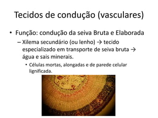 Tecidos de condução (vasculares) 
•Função: condução da seiva Bruta e Elaborada 
–Xilema secundário (ou lenho) → tecido especializado em transporte de seiva bruta → água e sais minerais. 
•Células mortas, alongadas e de parede celular lignificada.  