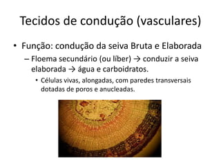 Tecidos de condução (vasculares) 
•Função: condução da seiva Bruta e Elaborada 
–Floema secundário (ou líber) → conduzir a seiva elaborada → água e carboidratos. 
•Células vivas, alongadas, com paredes transversais dotadas de poros e anucleadas.  