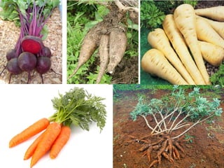 Aula 3 Prof. Guth Berger