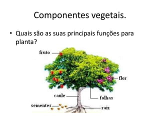 Componentes vegetais. 
•Quais são as suas principais funções para planta?  