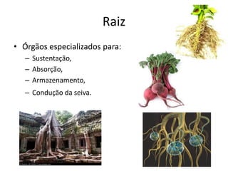 Raiz 
•Órgãos especializados para: 
–Sustentação, 
–Absorção, 
–Armazenamento, 
–Condução da seiva.  
