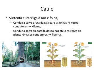 Caule 
•Sustenta e Interliga a raiz e folha, 
–Conduz a seiva bruta da raiz para as folhas → vasos condutores → xilema, 
–Conduz a seiva elaborada das folhas até o restante da planta → vasos condutores → floema.  
