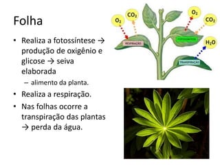 Folha 
•Realiza a fotossíntese → produção de oxigênio e glicose → seiva elaborada 
–alimento da planta. 
•Realiza a respiração. 
•Nas folhas ocorre a transpiração das plantas → perda da água.  