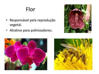 Flor 
•Responsável pela reprodução vegetal. 
•Atrativo para polinizadores.  