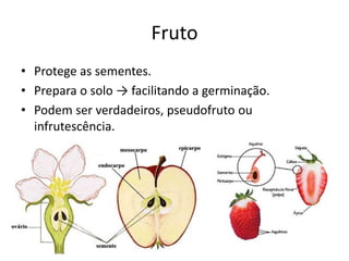 Fruto 
•Protege as sementes. 
•Prepara o solo → facilitando a germinação. 
•Podem ser verdadeiros, pseudofruto ou infrutescência.  