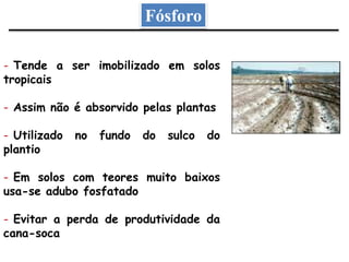 Fósforo
- Tende a ser imobilizado em solos
tropicais
- Assim não é absorvido pelas plantas
- Utilizado no fundo do sulco do
plantio
- Em solos com teores muito baixos
usa-se adubo fosfatado
- Evitar a perda de produtividade da
cana-soca
 