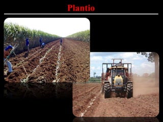Plantio
 