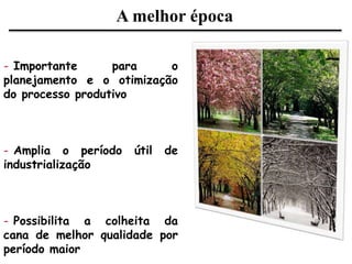A melhor época
- Importante para o
planejamento e o otimização
do processo produtivo
- Amplia o período útil de
industrialização
- Possibilita a colheita da
cana de melhor qualidade por
período maior
 