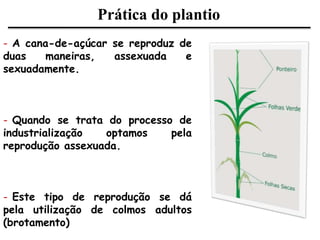 Prática do plantio
- A cana-de-açúcar se reproduz de
duas maneiras, assexuada e
sexuadamente.
- Quando se trata do processo de
industrialização optamos pela
reprodução assexuada.
- Este tipo de reprodução se dá
pela utilização de colmos adultos
(brotamento)
 