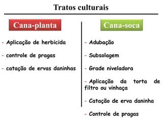 Tratos culturais
Cana-socaCana-planta
- Aplicação de herbicida
- controle de pragas
- catação de ervas daninhas
- Adubação
- Subsolagem
- Grade niveladora
- Aplicação da torta de
filtro ou vinhaça
- Catação de erva daninha
- Controle de pragas
 
