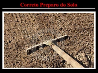 Correto Preparo do Solo
 