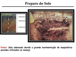 Preparo do Solo
Fotos: Solo adensado devido a grande movimentação de maquinários
pesados utilizados no manejo
 