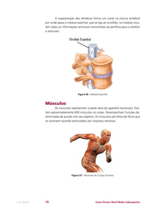 A superposição das vértebras forma um canal na coluna vertebral
por onde passa a medula espinhal, que se liga ao encéfalo, na medula circulam todas as informações sensitivas transmitidas da periferia para o cérebro
e retornam.

Figura 06 - Medula Espinhal

Músculos
	
Os músculos representam a parte ativa do aparelho locomotor. Existem aproximadamente 600 músculos no corpo. Desempenham funções determinadas de acordo com seu objetivo. Os músculos são feitos de fibras que
se contraem quando estimulados por impulsos nervosos.

Figura 07 - Músculos do Corpo Humano

e-Tec Brasil

10

Curso Técnico Nível Médio Subsequente

 