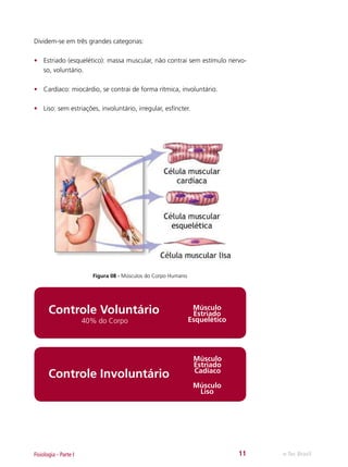 Dividem-se em três grandes categorias:
•	 Estriado (esquelético): massa muscular, não contrai sem estímulo nervoso, voluntário.
•	 Cardíaco: miocárdio, se contrai de forma rítmica, involuntário.
•	 Liso: sem estriações, involuntário, irregular, esfíncter.

Figura 08 - Músculos do Corpo Humano

Controle Voluntário
40% do Corpo

Controle Involuntário

Músculo
Estriado
Esquelético

Músculo
Estriado
Cadíaco
Músculo
Liso

Fisiologia - Parte I

11

e-Tec Brasil

 