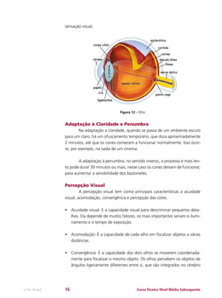 sensação visual.

Figura 12 - Olho

Adaptação à Claridade e Penumbra
	
Na adaptação a claridade, quando se passa de um ambiente escuro
para um claro, há um ofuscamento temporário, que dura aproximadamente
2 minutos, até que os cones comecem a funcionar normalmente. Isso ocorre, por exemplo, na saída de um cinema.
	
A adaptação à penumbra, no sentido inverso, o processo é mais lento pode durar 30 minutos ou mais, nesse caso os cones deixam de funcionar,
para aumentar a sensibilidade dos bastonetes.

Percepção Visual
	
A percepção visual tem como principais características a acuidade
visual, acomodação, convergência e percepção das cores.
•	 Acuidade visual: E a capacidade visual para descriminar pequenos detalhes. Ela depende de muitos fatores, os mais importantes seriam o iluminamento e o tempo de exposição.
•	 Acomodação: É a capacidade de cada olho em focalizar objetos a várias
distâncias.
•	 Convergência: É a capacidade dos dois olhos se moverem coordenadamente para focalizar o mesmo objeto. Os olhos percebem os objetos de
ângulos ligeiramente diferentes entre si, que são integrados no cérebro

e-Tec Brasil

16

Curso Técnico Nível Médio Subsequente

 