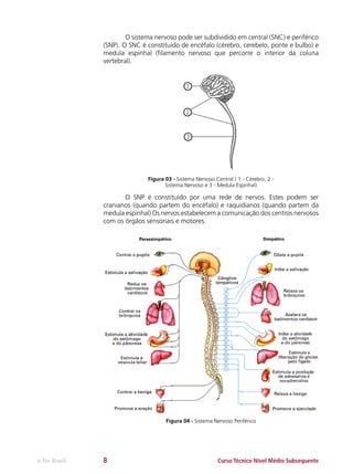 O sistema nervoso pode ser subdividido em central (SNC) e periférico
(SNP). O SNC é constituído de encéfalo (cérebro, cerebelo, ponte e bulbo) e
medula espinhal (filamento nervoso que percorre o interior da coluna
vertebral).

Figura 03 - Sistema Nervoso Central ( 1 - Cérebro, 2 Sistema Nervoso e 3 - Medula Espinhal)

	
O SNP é constituído por uma rede de nervos. Estes podem ser
cranianos (quando partem do encéfalo) e raquidianos (quando partem da
medula espinhal) Os nervos estabelecem a comunicação dos centros nervosos
com os órgãos sensoriais e motores.

Figura 04 - Sistema Nervoso Periférico

e-Tec Brasil

8

Curso Técnico Nível Médio Subsequente

 