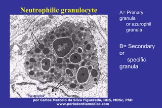 por Carlos Marcelo da Silva Figueredo, DDS, MDSc, PhD
www.periodontiamedica.com
A= Primary
granula
or azurophil
granula
B= Secondary
or
specific
granula
Neutrophilic granulocyte
 