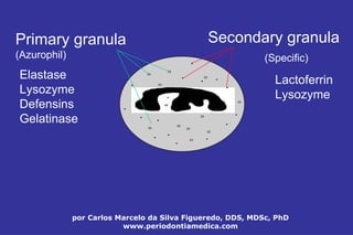 por Carlos Marcelo da Silva Figueredo, DDS, MDSc, PhD
www.periodontiamedica.com
Primary granula
(Azurophil)
Secondary granula
(Specific)
Elastase
Lysozyme
Defensins
Gelatinase
Lactoferrin
Lysozyme
 