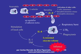 por Carlos Marcelo da Silva Figueredo, DDS, MDSc, PhD
www.periodontiamedica.com
InflamedInflamed
sitesite
ILIL--11
TNFTNF
ILIL--88
StimulationStimulation
of localof local cellscells
NeutrophilsNeutrophils
LL--selectinselectin SpreadingSpreading
up regulation
of adhesion molec.
ILIL--88
ActivationActivation ofof other cellsother cells::
TT cellscells:: chemotaxischemotaxis
BasophilsBasophils::histaminehistamine releaserelease
EosinophilsEosinophils::chemotaxischemotaxis
Respiratory burst
LTB4
PhagocytosisPhagocytosis
LysosomalLysosomal
enzyme releaseenzyme release
 