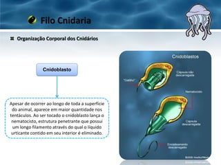 Organização Corporal dos Cnidários
Filo Cnidaria
Cnidoblasto
Apesar de ocorrer ao longo de toda a superfície
do animal, aparece em maior quantidade nos
tentáculos. Ao ser tocado o cnidoblasto lança o
nematocisto, estrutura penetrante que possui
um longo filamento através do qual o líquido
urticante contido em seu interior é eliminado.
 