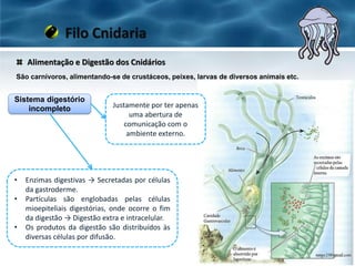 Alimentação e Digestão dos Cnidários
Filo Cnidaria
São carnívoros, alimentando-se de crustáceos, peixes, larvas de diversos animais etc.
Sistema digestório
incompleto Justamente por ter apenas
uma abertura de
comunicação com o
ambiente externo.
• Enzimas digestivas → Secretadas por células
da gastroderme.
• Partículas são englobadas pelas células
mioepiteliais digestórias, onde ocorre o fim
da digestão → Digestão extra e intracelular.
• Os produtos da digestão são distribuídos às
diversas células por difusão.
 