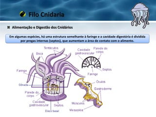 Alimentação e Digestão dos Cnidários
Filo Cnidaria
Em algumas espécies, há uma estrutura semelhante à faringe e a cavidade digestória é dividida
por pregas internas (septos), que aumentam a área de contato com o alimento.
 