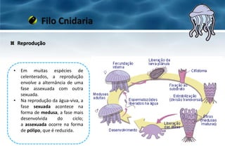 Reprodução
Filo Cnidaria
• Em muitas espécies de
celenterados, a reprodução
envolve a alternância de uma
fase assexuada com outra
sexuada.
• Na reprodução da água-viva, a
fase sexuada acontece na
forma de medusa, a fase mais
desenvolvida do ciclo;
a assexuada ocorre na forma
de pólipo, que é reduzida.
 