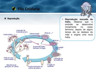 Reprodução
Filo Cnidaria
• Reprodução sexuada da
hidra. Observe que o
embrião se desenvolve
inicialmente no corpo
feminino; depois de algum
tempo ele se destaca da
mãe e origina uma nova
hidra.
 