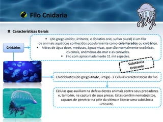 Características Gerais
Filo Cnidaria
Cnidários
 (do grego knidos, irritante, e do latim aria, sufixo plural) é um filo
de animais aquáticos conhecidos popularmente como celenterados ou cnidários.
 hidras de água doce, medusas, águas-vivas, que são normalmente oceânicas,
os corais, anémonas-do-mar e as caravelas.
 Filo com aproximadamente 11 mil espécies.
Cnidoblastos (do grego Knide, urtiga) → Células características do filo.
Células que auxiliam na defesa destes animais contra seus predadores
e, também, na captura de suas presas. Estas contêm nematocistos,
capazes de penetrar na pele da vítima e liberar uma substância
urticante.
 