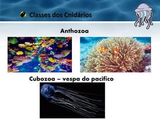 Classes dos Cnidários
Anthozoa
Cubozoa – vespa do pacífico
 