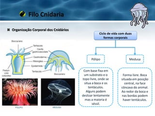 Organização Corporal dos Cnidários
Filo Cnidaria
Ciclo de vida com duas
formas corporais
Pólipo Medusa
Com base fixa em
um substrato e o
topo livre, onde se
situa a boca e os
tentáculos.
Alguns podem
deslizar lentamente
mas a maioria é
séssil.
Forma livre. Boca
situada em posição
central, na face
côncava do animal.
Ao redor da boca e
nas bordas podem
haver tentáculos.
 