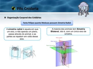 Tanto Pólipos quanto Medusas possuem Simetria Radial
A simetria radial é aquela em que
um eixo, e não apenas um plano,
passa através do animal, e as
partes se repetem em volta desse
eixo.
Organização Corporal dos Cnidários
Filo Cnidaria
A maioria dos animais tem Simetria
Bilateral, isto é, com um único eixo de
simetria.
 