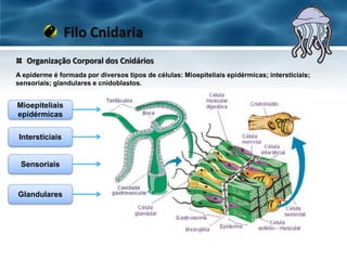 A epiderme é formada por diversos tipos de células: Mioepiteliais epidérmicas; intersticiais;
sensoriais; glandulares e cnidoblastos.
Organização Corporal dos Cnidários
Filo Cnidaria
Mioepiteliais
epidérmicas
Intersticiais
Sensoriais
Glandulares
 