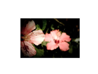 ReferênciasTRIGO, Thales. Equipamento fotográfico:teoria e prática. 2ª Ed. São Paulo: Editora Senac São Paulo, 2003.ZUANETTI, Rose et al. Fotógrafo:o olhar, a técnica e o trabalho. Rio de Janeiro: Senac Nacional, 2002.