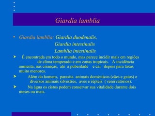 Giardia lamblia Giardia lamblia:  Giardia duodenalis, Giardia intestinalis Lamblia intestinalis É encontrada em todo o mundo, mas parece incidir mais em regiões  de clima temperado e em zonas tropicais.  A incidência aumenta, nas crianças,  até  a puberdade  e cai  depois para taxas muito menores.  Além do homem,  parasita  animais domésticos (cães e gatos) e  diversos animais silvestres,  aves e répteis  ( reservatórios).  Na água os cistos podem conservar sua vitalidade durante dois meses ou mais. 