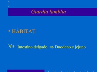 Giardia lamblia HÁBITAT    Intestino delgado    Duodeno e jejuno 