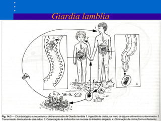 Giardia lamblia 